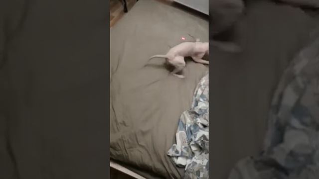 Кот на охоте, атака. Кот сфинкс Гараций. смотреть онлайн