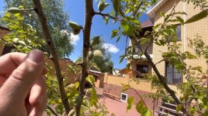 Как спасти  Абрикос от монилиоза