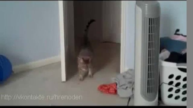 Кот очень испугался, аж подпрыгнул ПРИКОЛ ПРО КОТА