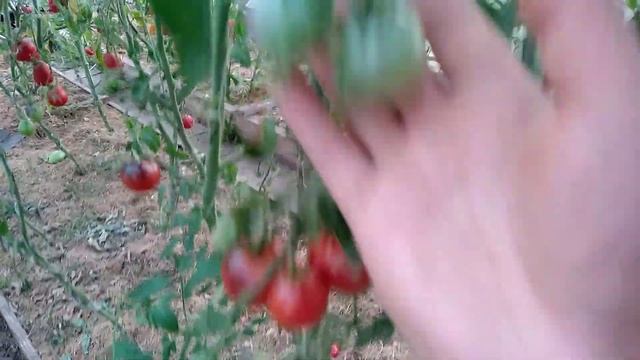 Сорт томата - Бандоль Блюз (Bandol Blues) смотреть онлайн