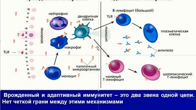 Общие понятия об иммунитете смотреть онлайн