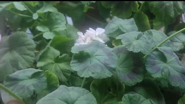 이파리가 예쁜 제라늄들~팬시제라늄#팬시제라늄#geranium #제라늄#gardening #pelargonium #