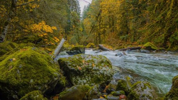 The Autumn Leaves! (101 Strings, Romantic Strings, Richard Hayman, Mitch Miller, Mantovani)