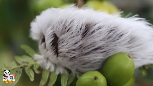 10 Cosas Mas Extrañas Expulsadas Por El Rio Amazonas ?