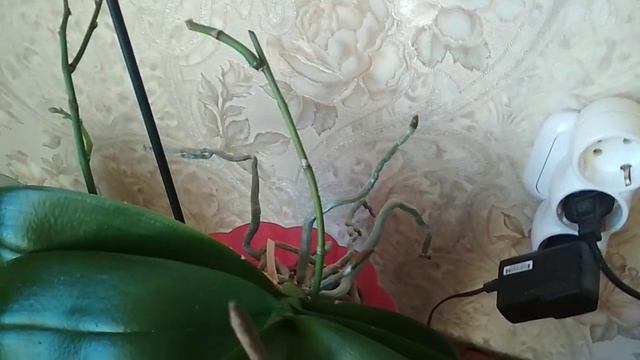 100%способ получить детку орхидеи! смотреть онлайн