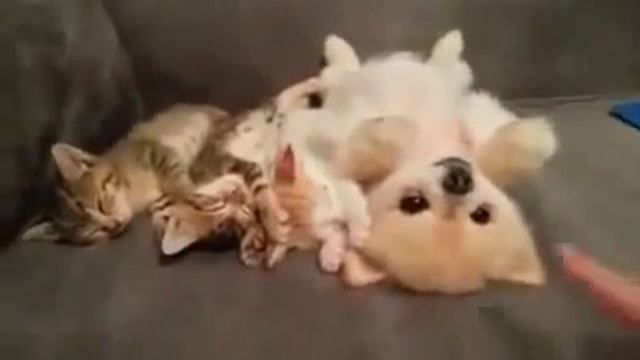 Сладкая нега. Котята и щенок спят вверх пузом :) смотреть онлайн