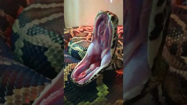 Тигровый питон зевает смотреть онлайн