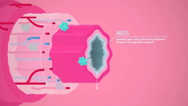 Digestive System, Part 1: Crash Course Anatomy & Physiology #33 смотреть онлайн