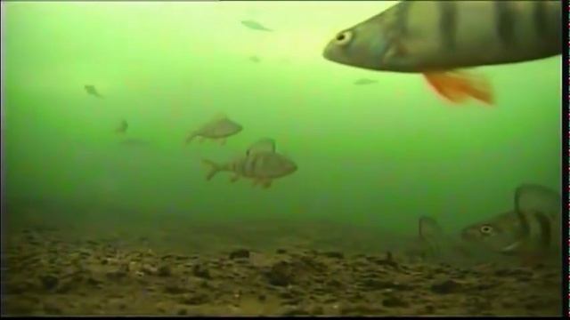 язь 52 сытый окунь смотреть онлайн