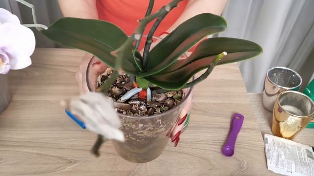 Три НОВЫЕ орхидейки. МОКРЫЕ пятна на листьях. смотреть онлайн