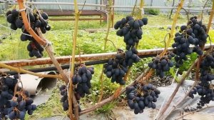 ЧЁРНЫЙ ХРУСТАЛЬ -очень ранний (95-100 дней) столовый виноград без косточек. Автор Бурдак Н. В.