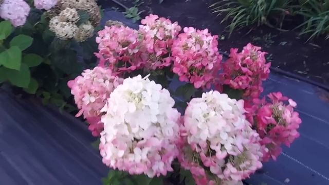 Чем кормить гортензии в конце августа⁉️ После обзора цветущих кустов подробная схема? смотреть онлайн