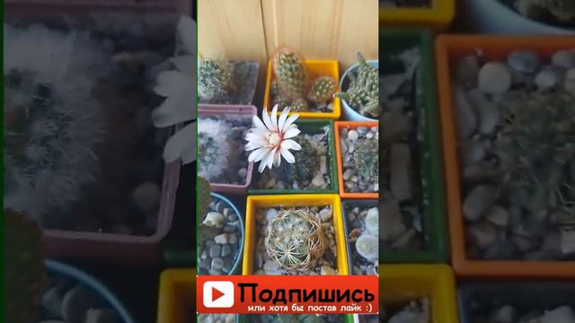 Первое цветение кактуса Гимнокалициум. Подписывайся на канал. #cactus #subscribe #кактусы #подпишис смотреть онлайн