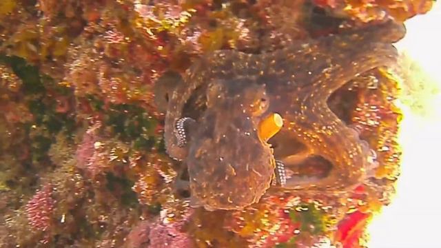 Octopus's Garden Georgina flood смотреть онлайн