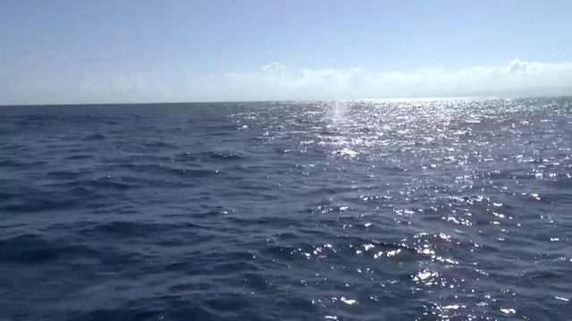 Горбатые киты, полуостров Самана. Доминикана смотреть онлайн