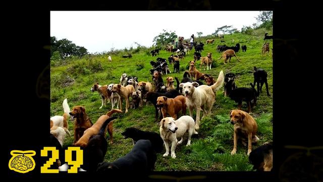 50 INCREÍBLEMENTE GENIALES DATOS CURIOSOS #54 смотреть онлайн
