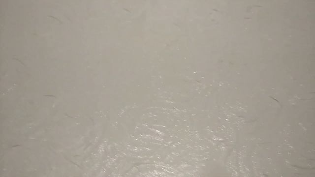 Домовенок Ремонтович