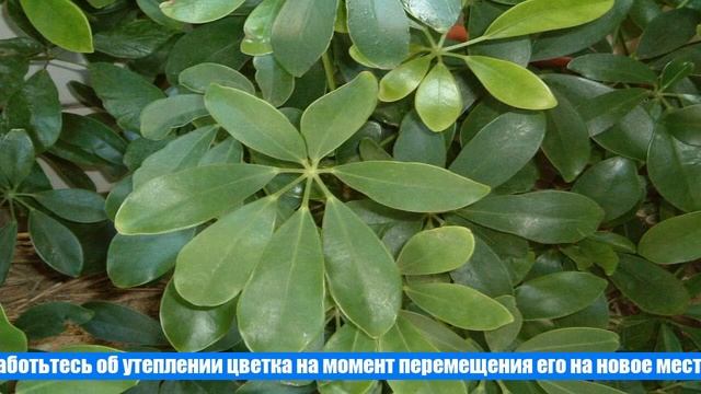 Шефлера – как вырастить роскошное украшение для дома и офиса? смотреть онлайн