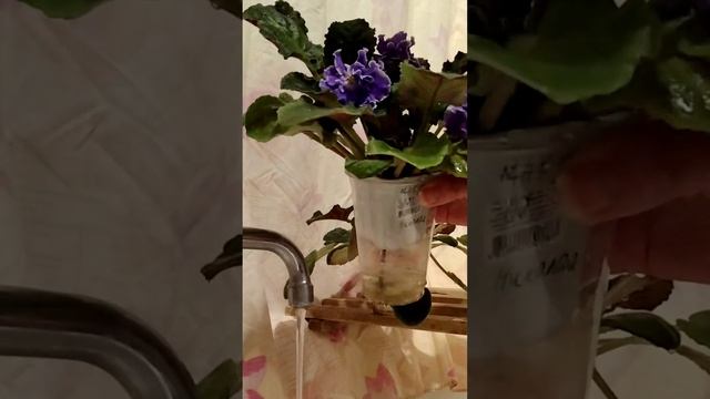 #056 Как мыть фиалки правильно в зимний период смотреть онлайн