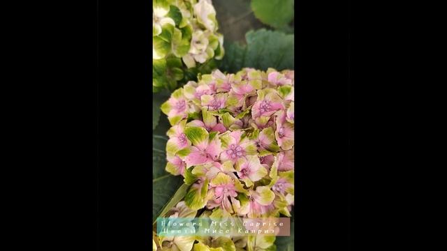 Гортензия крупнолистная Мэджикал Джевел Роуз Hydrangea macrophylla Magical Jewel Rose смотреть онлайн