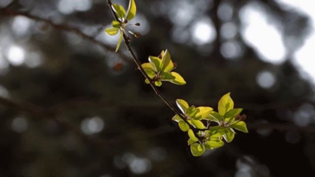 Видеофон. Футаж весенний. Красивый футаж для видео. Фоновый футаж. Ветка качается. смотреть онлайн