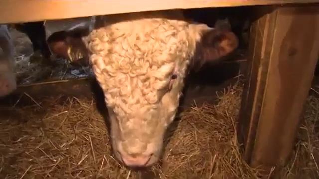 Производство МЕГАПродуктс, складской комплекс МЕГАДистрибьюшн смотреть онлайн