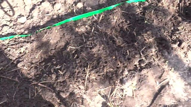 Земляника из семян. Высадка рассады.