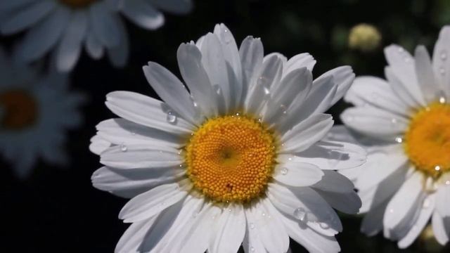 Ошо ПОЗНАЙТЕ СВОЁ ИСТИННОЕ Я #Просветление#Пробуждение смотреть онлайн