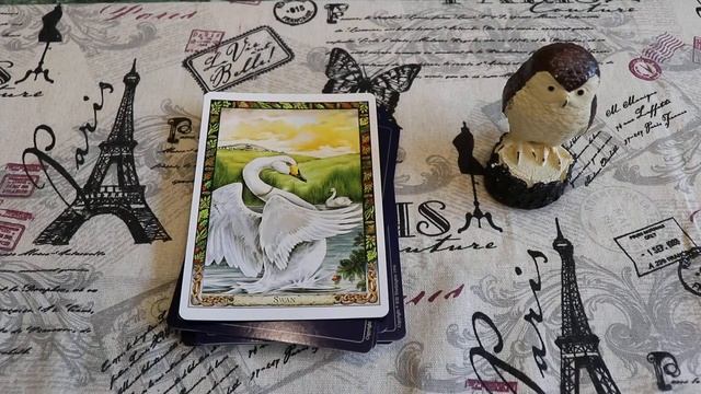 druid animal oracul БАЗОВЫЕ ЗНАЧЕНИЯ ТРАКТОВКА КАРТ МБК смотреть онлайн