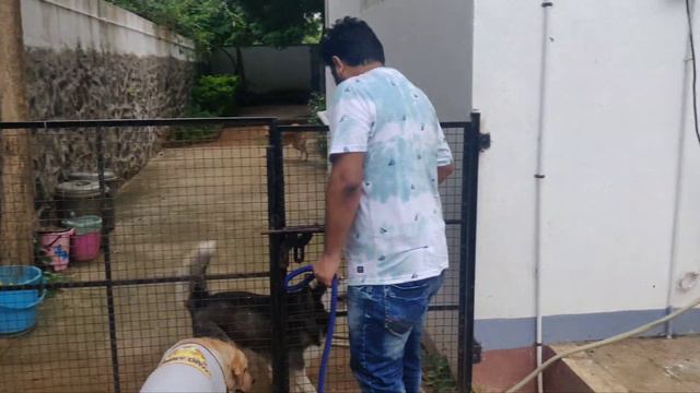 Cheesu's first swimming class🐶🐕...| Chennai | Vlog #6 |Maniya's World #maniyasworld смотреть онлайн