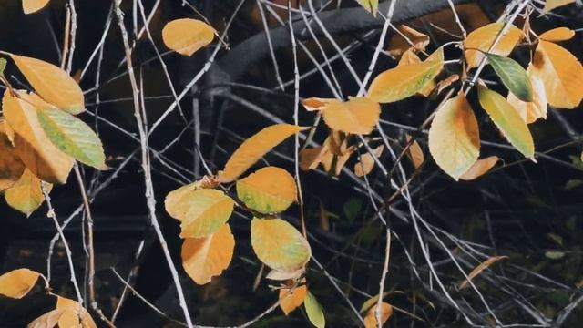 VID 20221107 232204 Ночи запах - эти звёзды...1920 (В. Хлебников)... Павел Васильев Лахтинский смотреть онлайн