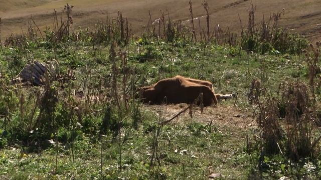 Джигитовка ? карачаевская порода лошадей Къ смотреть онлайн