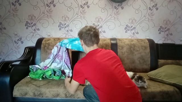 дом для котят смотреть онлайн