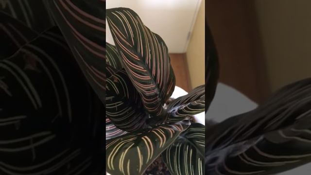 calathea ornata - Ayuda emocionalmente admirar a una planta смотреть онлайн