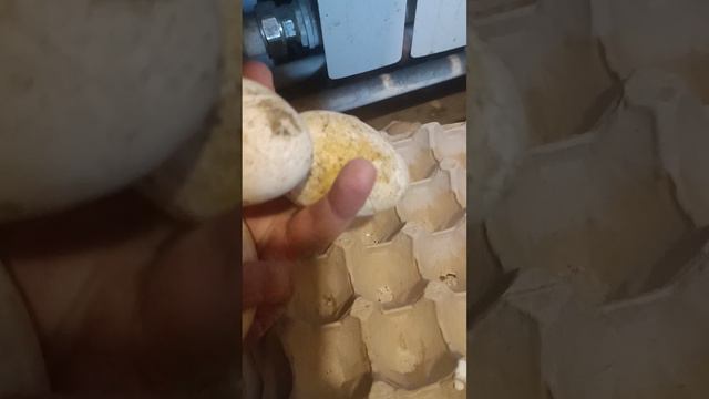 ИНКУБИРОВАНЫЕ ГУСИ СЕЛИ НА ЯЙЦО #инкубационноеяйцо #гуси #гусь #наседка #гектар #egg #egg #двор