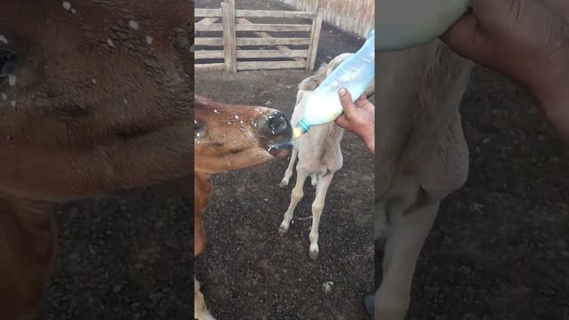 Две кобылы отказались от жеребят. Жеребята сироты