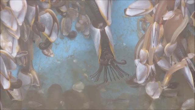 Goose barnacles feeding смотреть онлайн