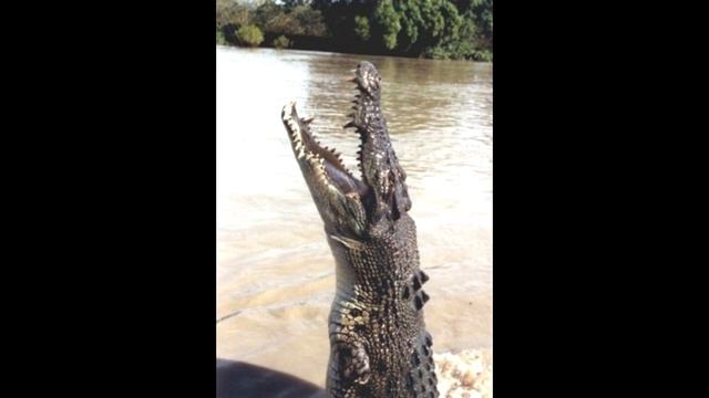 10 самых опасных животных планеты смотреть онлайн