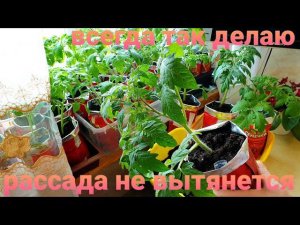 Рассада томатов не будет вытягиваться Делаю так всегда и растет крепкой с большой корневой