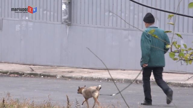 Зоозащитники требуют посадить хозяина, который травит собаку на бездомных животн смотреть онлайн