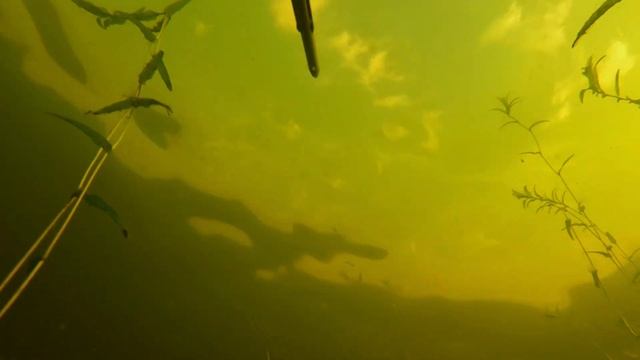 Подводная охота на Чудском озере, смелый окунь позирует перед камерой