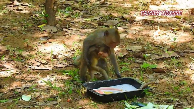 Milk mission! Baby Elpida got milk with fruit in morning time by bro Alberto take her to get by saf смотреть онлайн