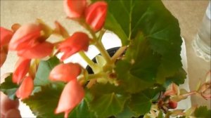 ЧТО ДЕЛАТЬ, ЕСЛИ БЕГОНИЯ ОТЦВЕЛА? КАК ВОЗОБНОВИТЬ ЦВЕТЕНИЕ?