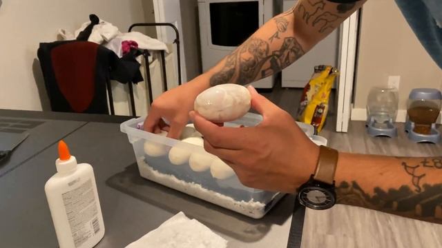How to fix a leaky egg, ball python egg repair! смотреть онлайн