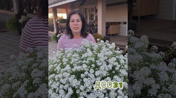 Алиссум вегетативный. Секреты выращивания.