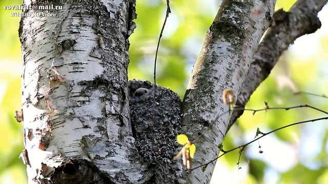 Aegithalos Caudatus # 2(Long Tailed Tit, Длиннохвостая синица, Ополовник, гнездо 6 метров)