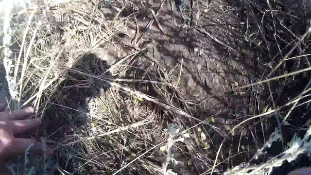 Разведка барсучьих нор-2. смотреть онлайн