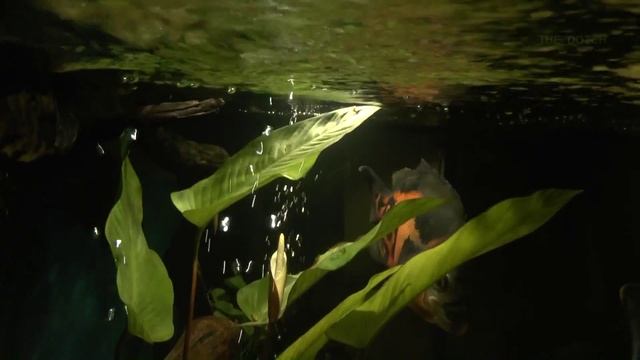 Анубиас гигантский зацвёл в аквариуме с цихлидами / Anubias gigantea смотреть онлайн