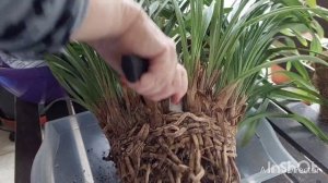 Цимбидиум со Сгнившими Корнями-Деление и Пересадка