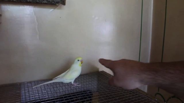 Умный попугай Туту / Smart parrot Tutu